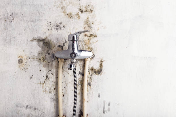 Best Toxic Mold Removal  in Bellerose, NY