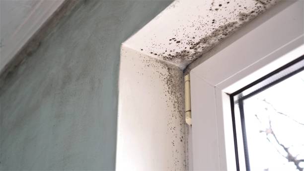 Best Black Mold Removal  in Bellerose, NY