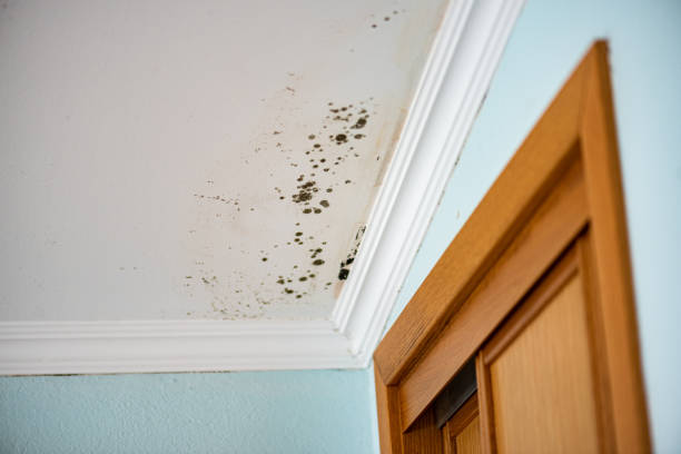 Best Crawl Space Mold Removal  in Bellerose, NY