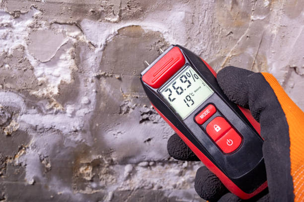 Best Attic Mold Removal  in Bellerose, NY