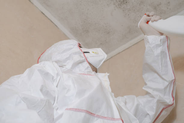 Best Crawl Space Mold Removal  in Bellerose, NY