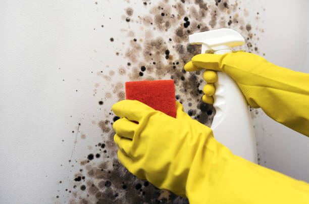 Best Mold Damage Repair  in Bellerose, NY