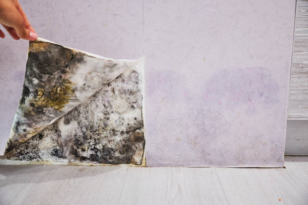 Best Mold Inspection  in Bellerose, NY